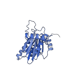 23508_7lsx_E_v1-2
Cryo-EM structure of 13S proteasome core particle assembly intermediate purified from Pre3-1 proteasome mutant (G34D)