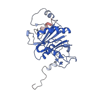 23508_7lsx_P_v1-3
Cryo-EM structure of 13S proteasome core particle assembly intermediate purified from Pre3-1 proteasome mutant (G34D)