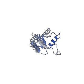0975_6ltn_A_v1-1
cryo-EM structure of C-terminal truncated human Pannexin1