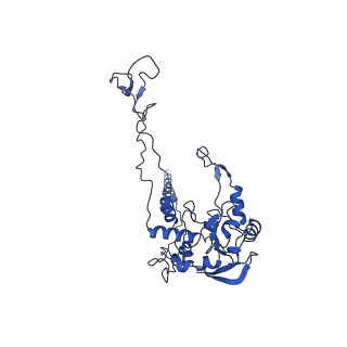 0978_6lu8_D_v1-0
Cryo-EM structure of a human pre-60S ribosomal subunit - state A