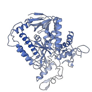 0981_6lum_J_v1-1
Structure of Mycobacterium smegmatis succinate dehydrogenase 2