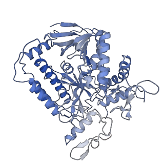 0981_6lum_J_v2-0
Structure of Mycobacterium smegmatis succinate dehydrogenase 2