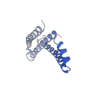0981_6lum_M_v1-1
Structure of Mycobacterium smegmatis succinate dehydrogenase 2