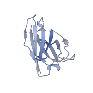 23521_7lue_H_v1-0
Prefusion RSV F glycoprotein bound by neutralizing site V-directed antibody ADI-14442