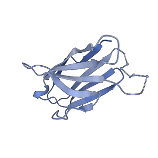 23521_7lue_L_v1-0
Prefusion RSV F glycoprotein bound by neutralizing site V-directed antibody ADI-14442