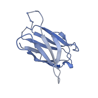 23521_7lue_M_v1-0
Prefusion RSV F glycoprotein bound by neutralizing site V-directed antibody ADI-14442