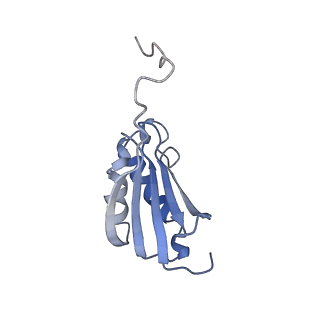 23528_7lv0_P_v1-1
Pre-translocation rotated ribosome +1-frameshifting(CCC-A) complex (Structure Irot-FS)