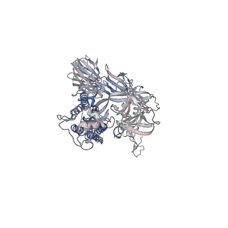 23547_7lwj_C_v1-1
Mink Cluster 5-associated SARS-CoV-2 spike protein (S-GSAS-D614G-delFV) in the 3-RBD down conformation