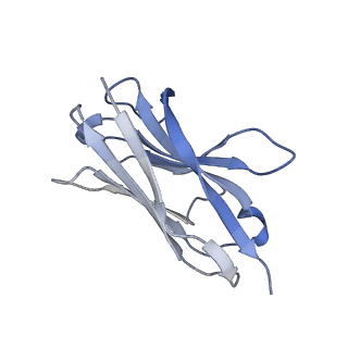 23566_7lx5_A_v1-0
The SARS-CoV-2 spike protein receptor binding domain bound to neutralizing nanobodies WNb 2 and WNb 10