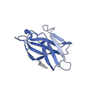 23566_7lx5_C_v1-0
The SARS-CoV-2 spike protein receptor binding domain bound to neutralizing nanobodies WNb 2 and WNb 10