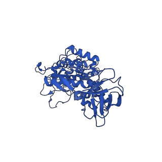 30014_6ly8_D_v1-1
V/A-ATPase from Thermus thermophilus, the soluble domain, including V1, d, two EG stalks, and N-terminal domain of a-subunit.