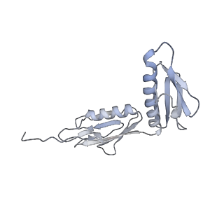 4126_5lzf_G_v1-2
Structure of the 70S ribosome with fMetSec-tRNASec in the hybrid pre-translocation state (H)