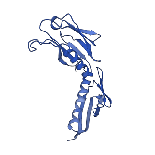 4130_5lzs_H_v2-2
Structure of the mammalian ribosomal elongation complex with aminoacyl-tRNA, eEF1A, and didemnin B