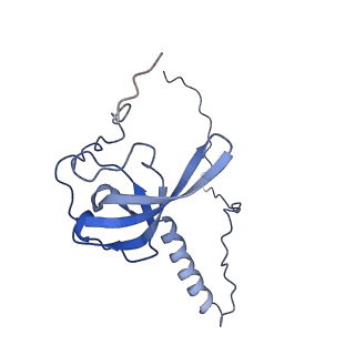 4130_5lzs_T_v1-0
Structure of the mammalian ribosomal elongation complex with aminoacyl-tRNA, eEF1A, and didemnin B