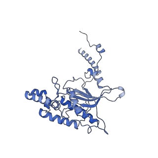 4131_5lzt_D_v1-3
Structure of the mammalian ribosomal termination complex with eRF1 and eRF3.