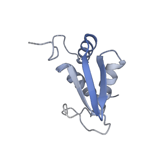 4132_5lzu_KK_v1-4
Structure of the mammalian ribosomal termination complex with accommodated eRF1