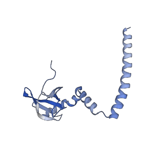 4132_5lzu_M_v1-4
Structure of the mammalian ribosomal termination complex with accommodated eRF1