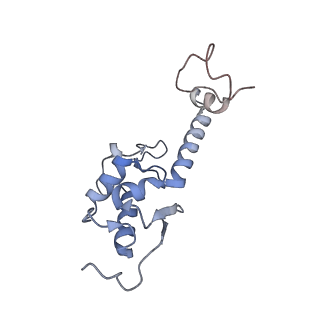 4132_5lzu_SS_v1-4
Structure of the mammalian ribosomal termination complex with accommodated eRF1