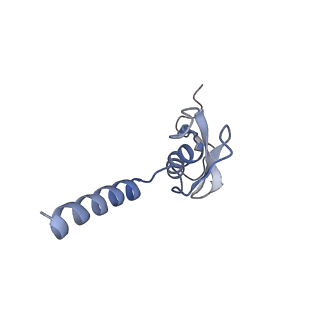 4132_5lzu_p_v1-4
Structure of the mammalian ribosomal termination complex with accommodated eRF1
