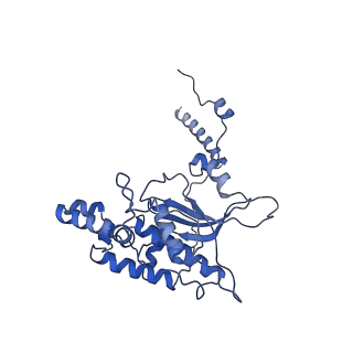 4133_5lzv_D_v1-4
Structure of the mammalian ribosomal termination complex with accommodated eRF1(AAQ) and ABCE1.