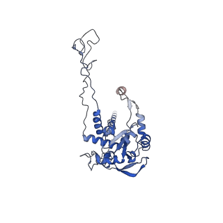 4134_5lzw_C_v1-3
Structure of the mammalian rescue complex with Pelota and Hbs1l assembled on a truncated mRNA.