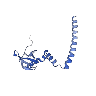 4134_5lzw_M_v1-3
Structure of the mammalian rescue complex with Pelota and Hbs1l assembled on a truncated mRNA.