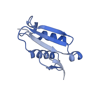 4134_5lzw_U_v1-3
Structure of the mammalian rescue complex with Pelota and Hbs1l assembled on a truncated mRNA.