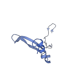 4134_5lzw_VV_v1-3
Structure of the mammalian rescue complex with Pelota and Hbs1l assembled on a truncated mRNA.