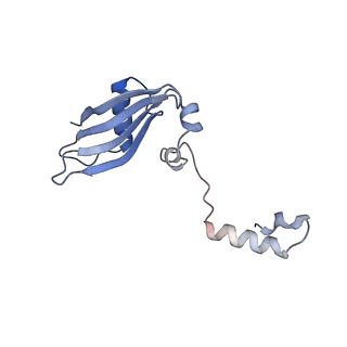 4134_5lzw_YY_v1-3
Structure of the mammalian rescue complex with Pelota and Hbs1l assembled on a truncated mRNA.