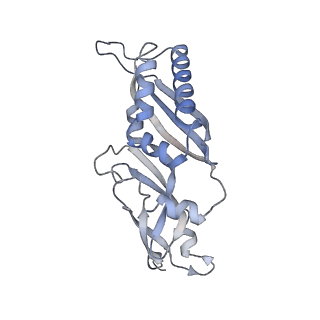 4136_5lzy_BB_v1-0
Structure of the mammalian rescue complex with Pelota and Hbs1l assembled on a polyadenylated mRNA.