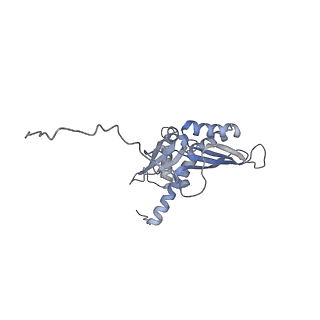 4136_5lzy_DD_v2-3
Structure of the mammalian rescue complex with Pelota and Hbs1l assembled on a polyadenylated mRNA.