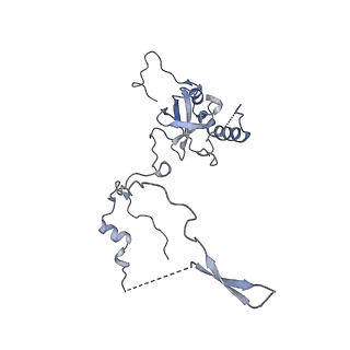 4136_5lzy_E_v1-0
Structure of the mammalian rescue complex with Pelota and Hbs1l assembled on a polyadenylated mRNA.