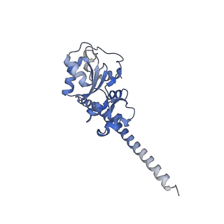 4136_5lzy_F_v2-3
Structure of the mammalian rescue complex with Pelota and Hbs1l assembled on a polyadenylated mRNA.