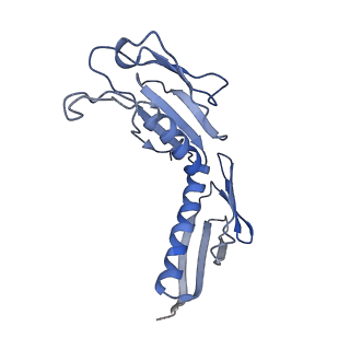 4136_5lzy_H_v1-0
Structure of the mammalian rescue complex with Pelota and Hbs1l assembled on a polyadenylated mRNA.