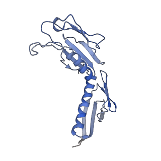 4136_5lzy_H_v2-3
Structure of the mammalian rescue complex with Pelota and Hbs1l assembled on a polyadenylated mRNA.