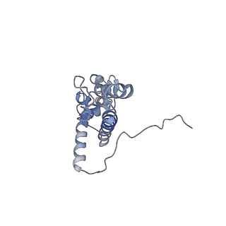 4136_5lzy_JJ_v1-0
Structure of the mammalian rescue complex with Pelota and Hbs1l assembled on a polyadenylated mRNA.