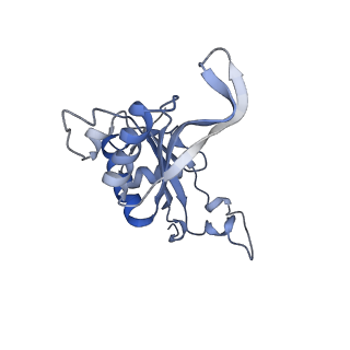 4136_5lzy_J_v1-0
Structure of the mammalian rescue complex with Pelota and Hbs1l assembled on a polyadenylated mRNA.