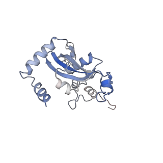 4136_5lzy_N_v1-0
Structure of the mammalian rescue complex with Pelota and Hbs1l assembled on a polyadenylated mRNA.