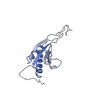 4136_5lzy_OO_v1-0
Structure of the mammalian rescue complex with Pelota and Hbs1l assembled on a polyadenylated mRNA.