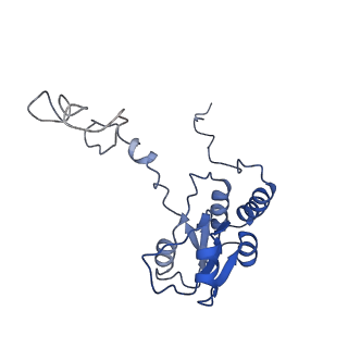 4136_5lzy_Q_v1-0
Structure of the mammalian rescue complex with Pelota and Hbs1l assembled on a polyadenylated mRNA.