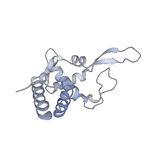 4136_5lzy_TT_v1-0
Structure of the mammalian rescue complex with Pelota and Hbs1l assembled on a polyadenylated mRNA.