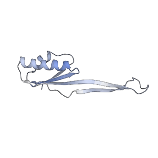 4136_5lzy_UU_v1-0
Structure of the mammalian rescue complex with Pelota and Hbs1l assembled on a polyadenylated mRNA.