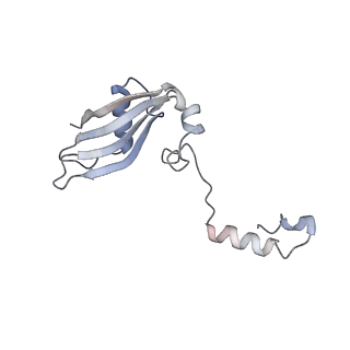 4136_5lzy_YY_v1-0
Structure of the mammalian rescue complex with Pelota and Hbs1l assembled on a polyadenylated mRNA.