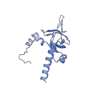 4136_5lzy_Y_v1-0
Structure of the mammalian rescue complex with Pelota and Hbs1l assembled on a polyadenylated mRNA.