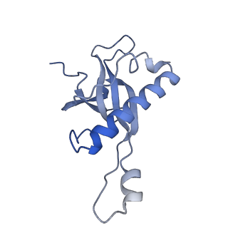 4136_5lzy_Z_v1-0
Structure of the mammalian rescue complex with Pelota and Hbs1l assembled on a polyadenylated mRNA.