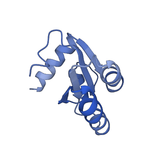 4136_5lzy_c_v1-0
Structure of the mammalian rescue complex with Pelota and Hbs1l assembled on a polyadenylated mRNA.