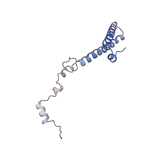 4136_5lzy_h_v2-3
Structure of the mammalian rescue complex with Pelota and Hbs1l assembled on a polyadenylated mRNA.