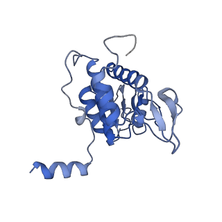4137_5lzz_AA_v1-3
Structure of the mammalian rescue complex with Pelota and Hbs1l (combined)