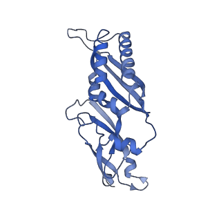 4137_5lzz_BB_v1-3
Structure of the mammalian rescue complex with Pelota and Hbs1l (combined)