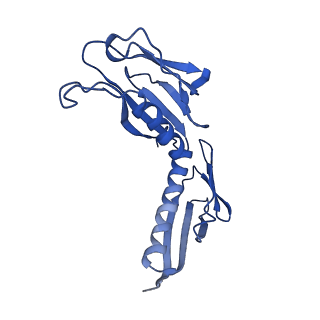 4137_5lzz_H_v1-3
Structure of the mammalian rescue complex with Pelota and Hbs1l (combined)